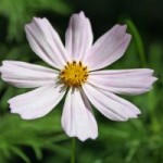 1069954_flower_power